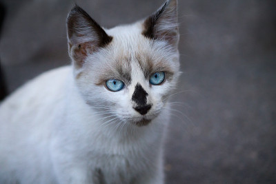 白色的小猫