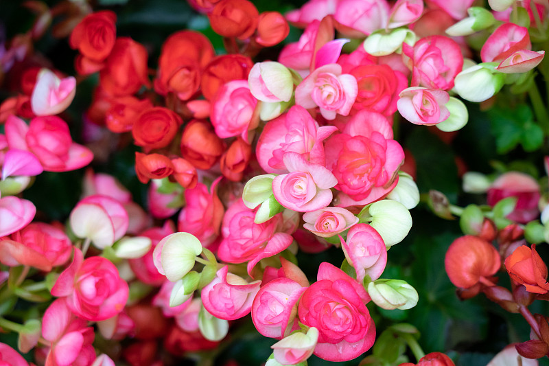 花园中块茎秋海棠(Begonia tuberhybrida)中众多鲜艳的花朵。