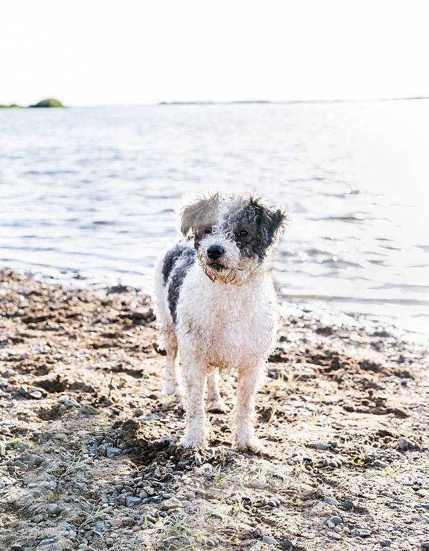 可爱的比熊犬在水边散步