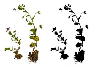 蓝色花波斯speedwell或维罗妮卡波斯