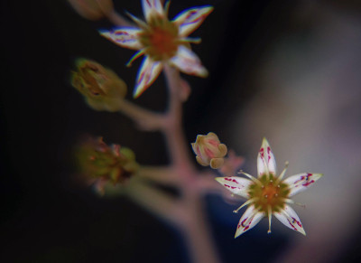 玉植物宏