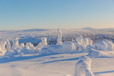 冬天的风景。雪覆盖着冷杉树作为背景。芬兰拉普兰