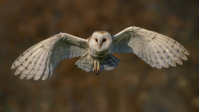 美丽的谷仓猫头鹰(Tyto alba)，狩猎。模糊的秋季背景与黄色和棕色的颜色。在荷兰的北布拉班特。