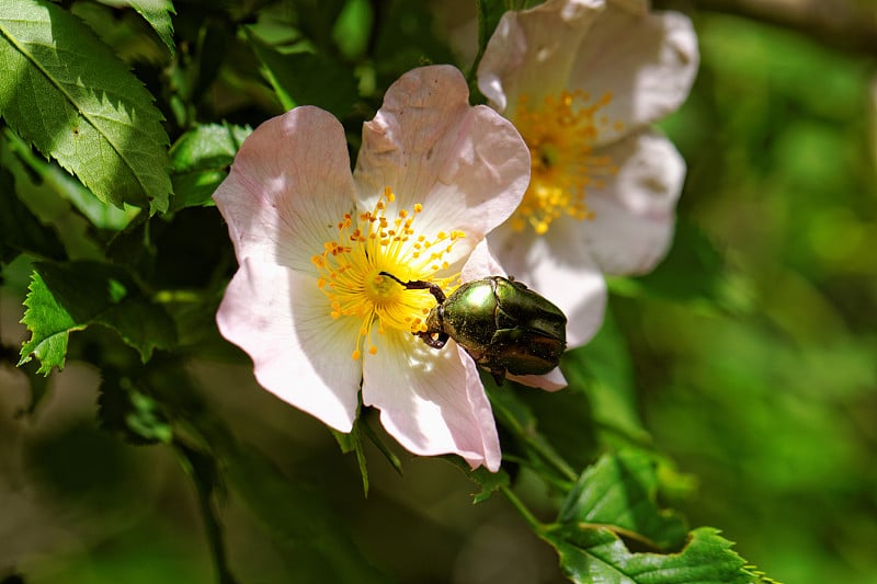 原型菲贝里物种或甲壳虫