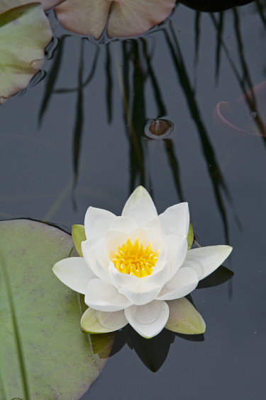 美丽的白色百合花