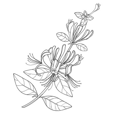轮廓忍冬或日本忍冬带花，芽和叶的媒介枝在黑色孤立在白色背景上。