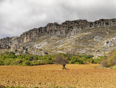 在El Torcal de antequera的基础上的灌木丛和植被的观点