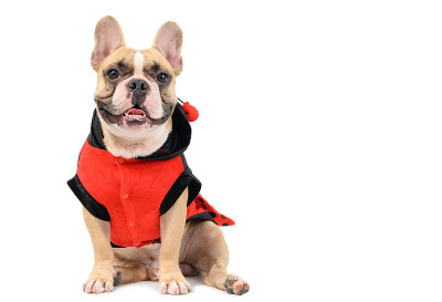 可爱的法国斗牛犬穿着可爱和有趣的瓢虫服装孤立