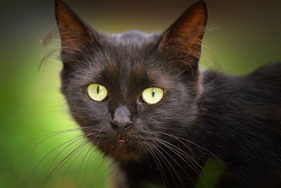 可爱的黑猫脸