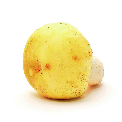 鲁苏拉小提琴蘑菇