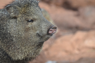 惊人的野生Javalina