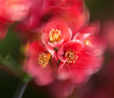 红海棠开花
