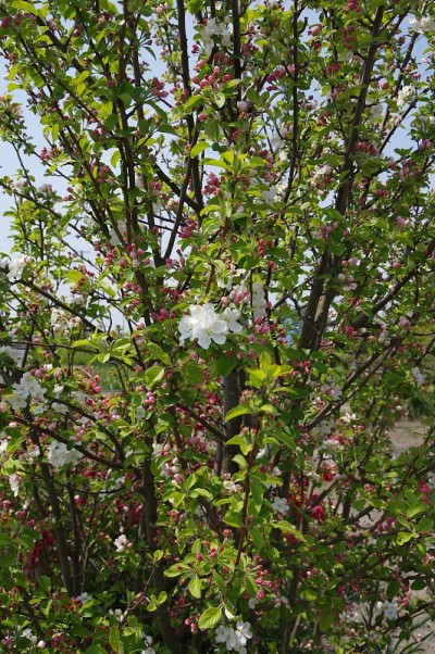 山楂花-梅花-