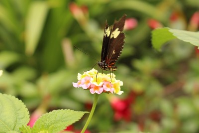 “多丽丝龙翼”蝴蝶- Heliconius Doris