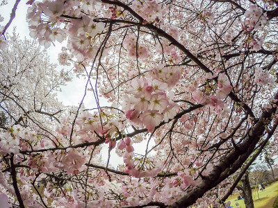 日本东京新宿御苑盛开的樱花。