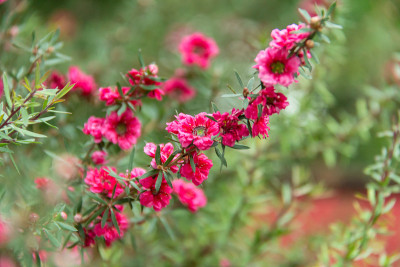 小粉色的花