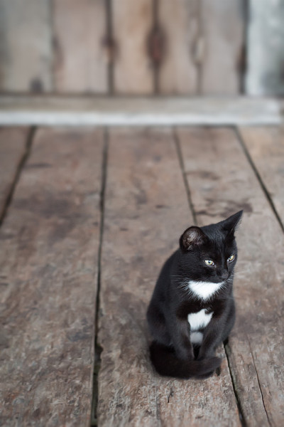 猫