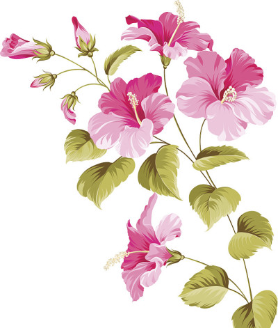 花木槿