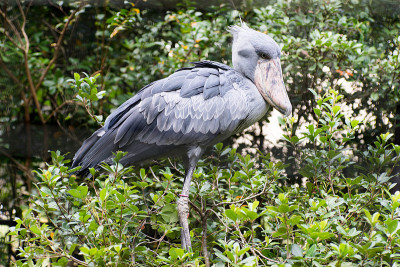 Shoebill