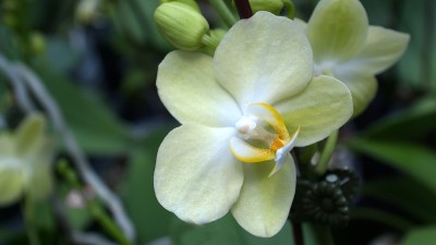 黄色的兰花