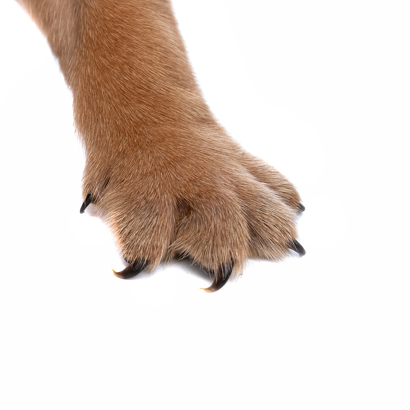 close up on a french bulldog dog's fawn paw