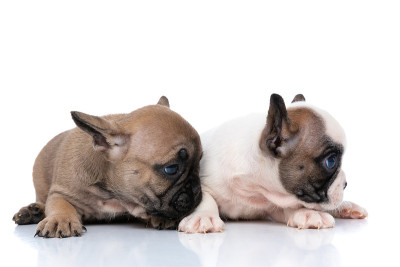 两只法国斗牛犬看着他们的身边