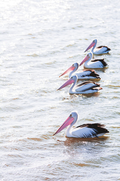 5 Pelicans