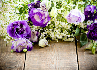 紫色eustoma