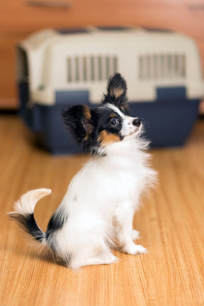 蝶耳犬幼犬和旅行塑料宠物笼