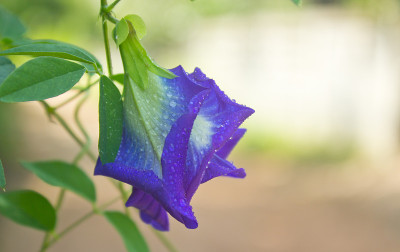 豌豆花
