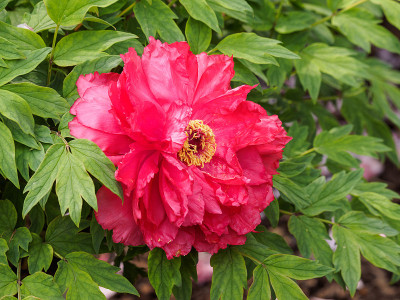 春花系列，花园里红牡丹。