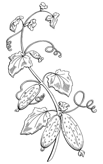 黄瓜图形灌木黑白孤立素描插图矢量