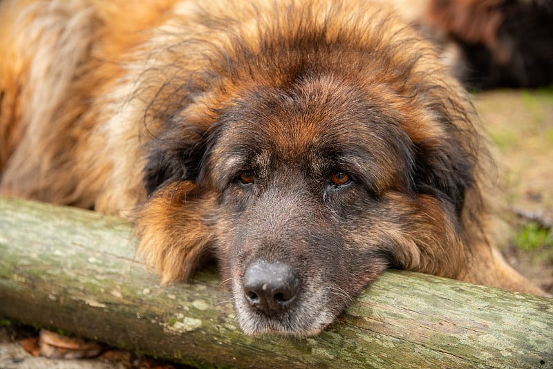 塞拉达埃斯特雷拉葡萄牙犬