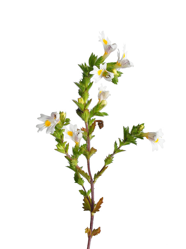 小米草(Euphrasia officinalis)