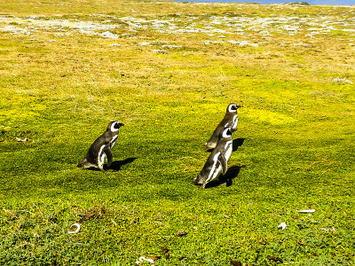 Punta Arenas