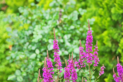 Lythrum