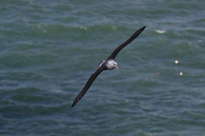 白眉信天翁(Thalassarche melanophris)或德国Mollymawk Helgol