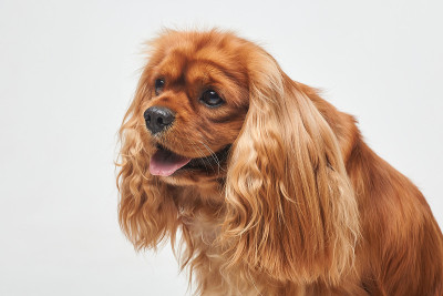 画室里白色背景上的可卡犬