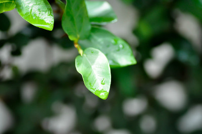 无花果或攀缘无花果植物