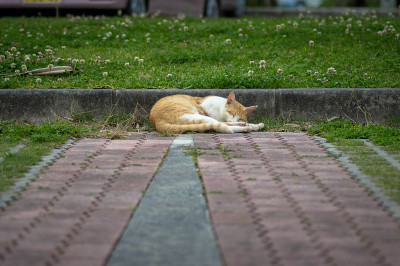 猫