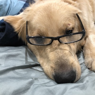 戴着眼镜的金毛猎犬