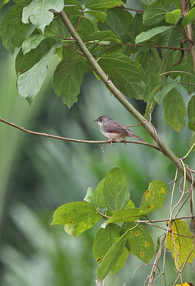 Whistling Cisticola