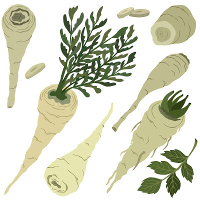 萝卜防风彩色插图，向量
