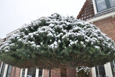 雪