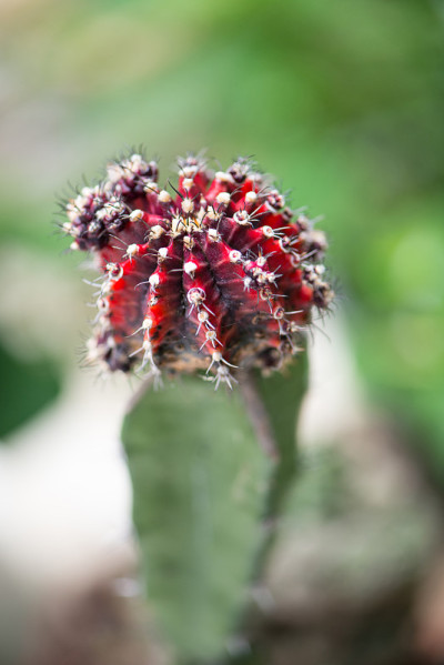 花园仙人掌属植物