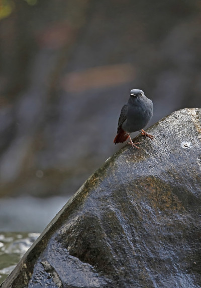 铅灰色的Water-redstart