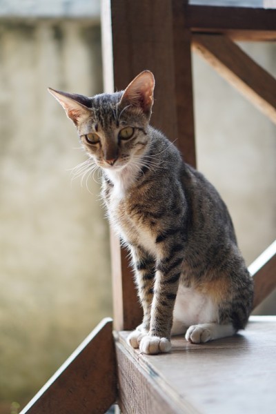可爱有趣的猫站在股票照片