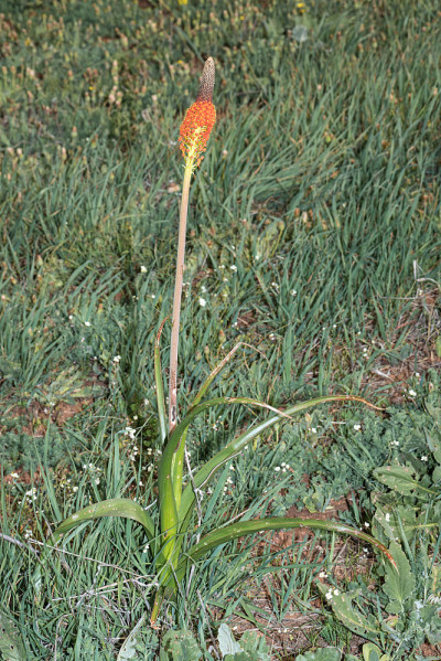 花的rooikatstert
