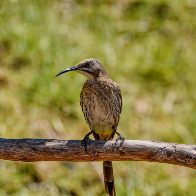 Sugarbird角