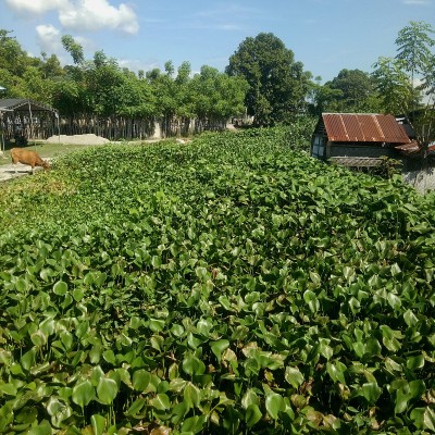 水里的凤仙花植物覆盖了整个河流
